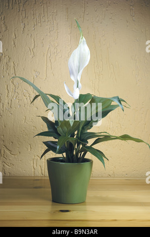 SPATHIPHYLLUM FLORIBUNDUM Stockfoto