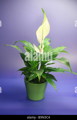 SPATHIPHYLLUM FLORIBUNDUM Stockfoto