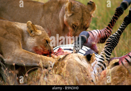 Löwinnen mit Zebra töten Masai Mara Kenia Stockfoto