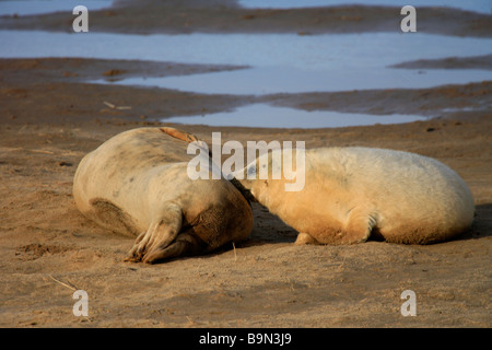 North Atlantic weiblichen grau Seal mit Pup Halichoerus Grypus Donna Nook RAF Bombardierung reichen Natur Reserve Lincolnshire England UK Stockfoto