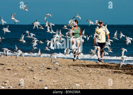 Zwergseeschwalben (Sternula Albifrons) fliegen entlang des Strandes in Winterton-sur-mer Norfolk vor zwei Wanderer Stockfoto