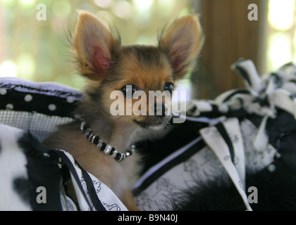 Mini Chihuahua in der Handtasche Stockfoto