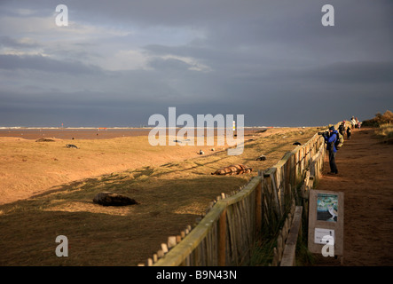 North Atlantic Grey Seal Colony Halichoerus Grypus Donna Nook RAF Bombardierung Bereich National Nature Reserve Lincolnshire England UK Stockfoto