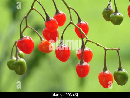 Heilpflanze Bittersüß Bittersüßer Nachtschatten Bitter Nachtschatten Dulcamara bittersüß Solanum dulcamara Stockfoto