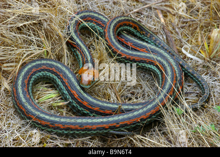 Vom Aussterben bedrohte San Francisco Garter Snake (Thamnophis Sirtalis Tetrataenia) in San Mateo County, Kalifornien. Stockfoto