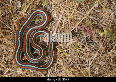 Vom Aussterben bedrohte San Francisco Garter Snake (Thamnophis Sirtalis Tetrataenia) in San Mateo County, Kalifornien. Stockfoto