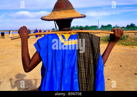 Mali, Mopti Region, Sofara, Fula Transhumanz Herden, Überquerung des Flusses Bani Stockfoto