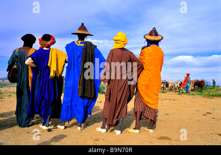 Mali, Region Mopti, Sofara, Fula Transhumanz Herden, Überquerung des Flusses Bani, Hirten Stockfoto