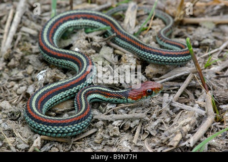 Vom Aussterben bedrohte San Francisco Garter Snake (Thamnophis Sirtalis Tetrataenia) in San Mateo County, Kalifornien. Stockfoto