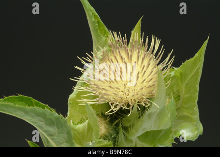 Heilpflanze Kohl Distel Kohldistel Cirsium oleraceum Stockfoto