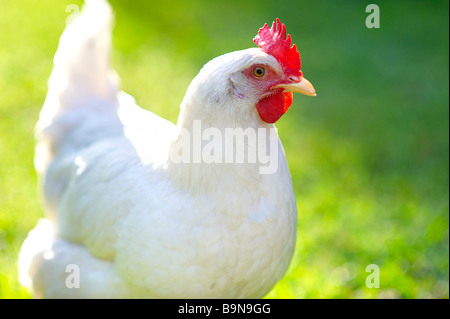 Weiße Freilandhaltung Henne auf dem Rasen Stockfoto