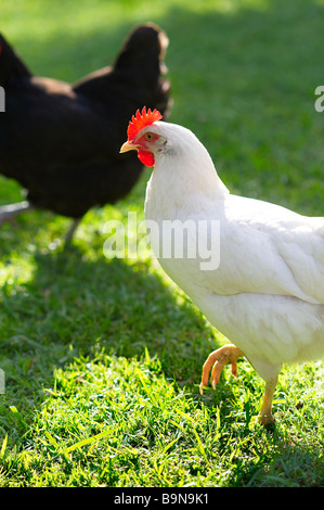 Freilandhaltung Legehennen auf Rasen Stockfoto