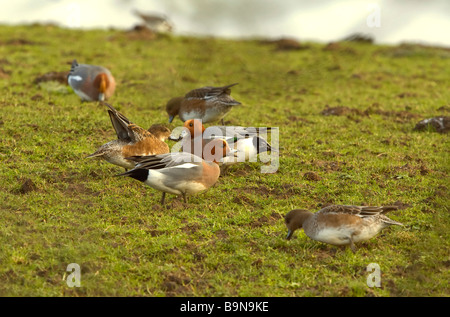 Pfeifente, männlich und weiblich Stockfoto