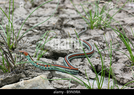 Vom Aussterben bedrohte San Francisco Garter Snake (Thamnophis Sirtalis Tetrataenia) in San Mateo County, Kalifornien. Stockfoto