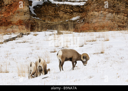 Drei männliche Longhorn Schafbeweidung im Schnee am Druid Peak Felsen im Yellowstone National Park in Wyoming USA Stockfoto