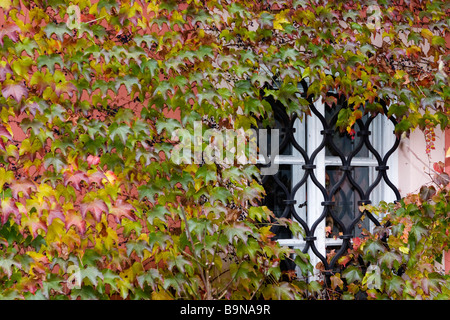 Hauswand und Fenster, die im Herbst mit Reben bedeckt. Stockfoto