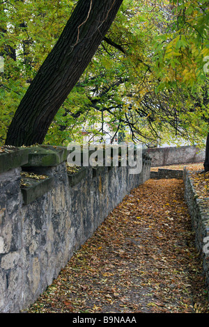 Im Herbst Weg unter dem Baum gehen. Stockfoto