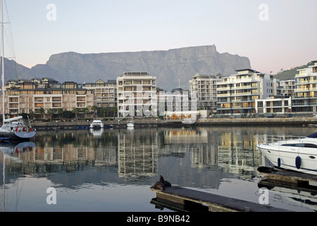 Dawn Schuss des afrikanischen Robben nimmt die Luft im Alfred-Becken, Victoria and Alfred Waterfront, Cape Town, Südafrika Stockfoto