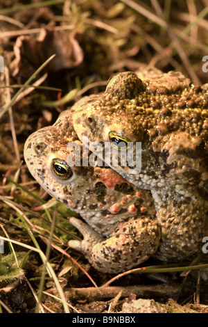 Natterjack Kröte Bufo calamita Stockfoto