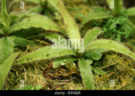 Adelaide Sonnentau oder Lanze-leaved Sonnentau (Drosera Adelae) Stockfoto