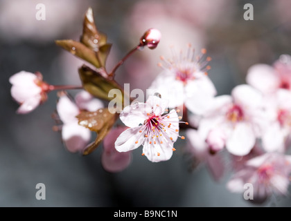 Kirschpflaume blüht (Prunus Cerasifera) "Krauter Vesuv" Stockfoto