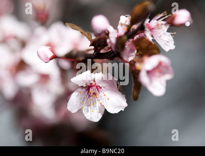 Kirschpflaume blüht (Prunus Cerasifera) "Krauter Vesuv" Stockfoto