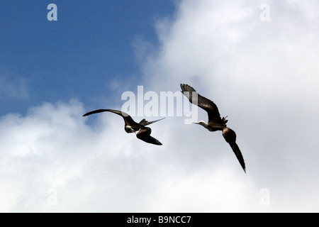 Prächtige Fregattvögel, die Fregata Interaktion magnificens während des Fluges Fernando De Noronha-Pernambuco-Brasilien Stockfoto