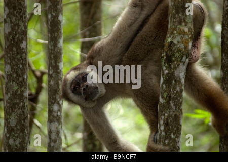 Nördlichen Muriqui, Brachyteles Hypoxanthus, der größte Affe Nord-und Südamerikas und kritisch gefährdet, Caratinga, Brasilien Stockfoto