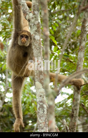 Northern muriqui Brachyteles hypoxanthus der größte Affe der Americas Caratinga Minas Gerais in Brasilien Stockfoto