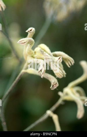 Kangaroo Paws (Anigozanthos Flavidus) Stockfoto