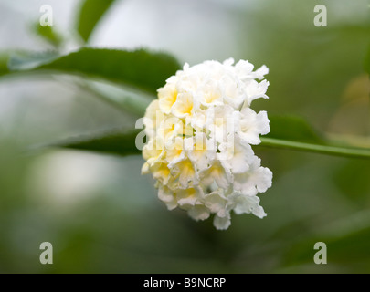 Spanische Flagge (Lantana Camara) Stockfoto