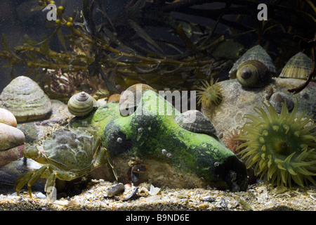 Rockpool Unterwasser mit Mikrokügelchen Anemonen, Krabben, amerikanische Pantoffel Limpet, Limpet flache Oberschale, Seepocken und Algen Stockfoto