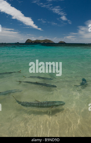 Kingfish bei Ned's Beach Lord Howe Island Australien Fütterung ist eine beliebte Touristenattraktion. Stockfoto