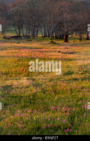 Ein Blumenfeld Grass Widow bei Sonnenaufgang. Stockfoto
