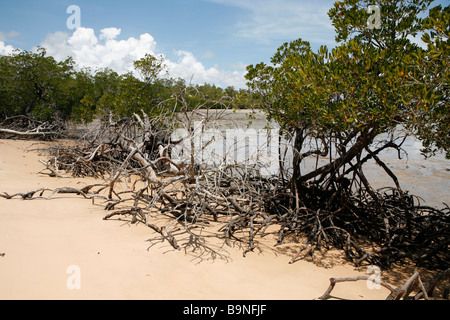 Küste mit Mangroven, Coburg Halbinsel Arnhemland, Australien. Stockfoto