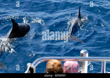 Atlantic Spotted Dolphins, Stenella Frontalis, fand auf dem Delphin Suche Reise. Puerto Rico, Gran Canaria, Kanarische Inseln, Stockfoto