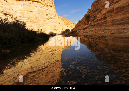 Israels Negev Ein Avdat natürliche Wasserquelle in Wadi Tzin Stockfoto