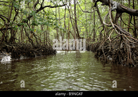 Mangroven Landschaft Canavieiras Bahia Brasilien Südamerika Stockfoto