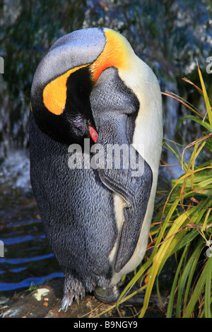 King Penguin Aptenodytes Patagonicus Männchen Stockfoto