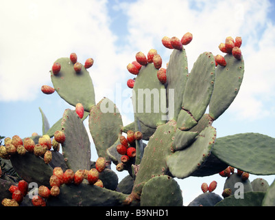 KAKTUS BLÜHT IN ZYPERN Stockfoto