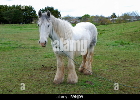 ein weißes Pferd im Besitz von Zigeunern in Cornwall, Großbritannien Stockfoto