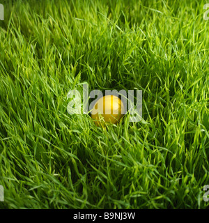 farbige Osterei versteckt in Rasen Stockfoto