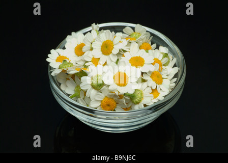 Blüten der Heilpflanze Mutterkraut Fieberkraut Mutterkraut Chrysanthemum Parthenium Tanacetum parthenium Stockfoto