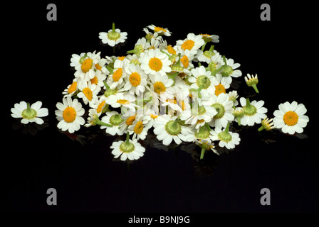 Blüten der Heilpflanze Mutterkraut Fieberkraut Mutterkraut Chrysanthemum Parthenium Tanacetum parthenium Stockfoto