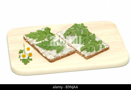 Blätter der Heilpflanze Mutterkraut Fieberkraut Mutterkraut Chrysanthemum Parthenium Tanacetum Parthenium auf einer Brotscheibe Stockfoto