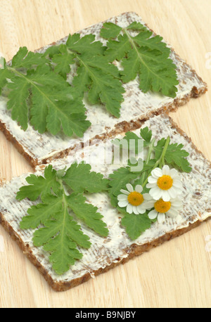 Blätter der Heilpflanze Mutterkraut Fieberkraut Mutterkraut Chrysanthemum Parthenium Tanacetum Parthenium auf einer Brotscheibe Stockfoto