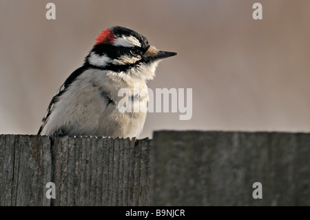 Dunenspecht 09170 Stockfoto