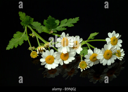 Blüten der Heilpflanze Mutterkraut Fieberkraut Mutterkraut Chrysanthemum Parthenium Tanacetum parthenium Stockfoto