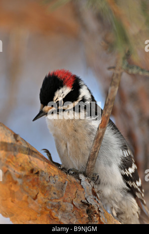 Dunenspecht 09175 Stockfoto