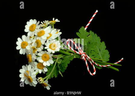 Blüten der Heilpflanze Mutterkraut Fieberkraut Mutterkraut Chrysanthemum Parthenium Tanacetum parthenium Stockfoto